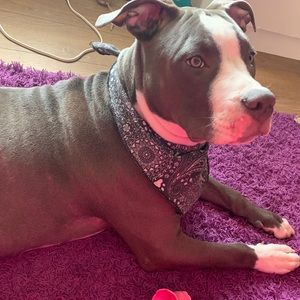 Meet your Posher, Danasia